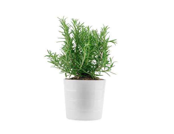 istock Rosemary in white clay pot, isolated. 1307058470