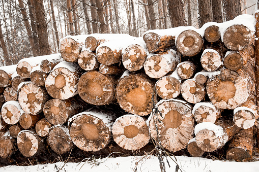 Beams from a felled tree stacked on a large pile in an autumn forestBeams from a felled tree stacked on a large pile in an autumn forest, covered with snow