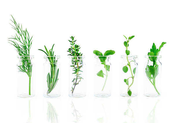 istock Bottle of essential oil with herbs isolated on white background. 1307058732