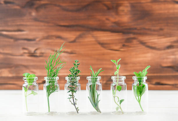 istock Bottle of essential oil with herbs holy basil flower, basil flow. 1307059396
