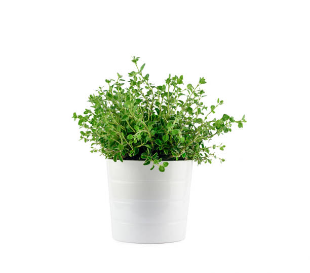 Fresh aromatic oregano in a pot on white background isolated Aromatic herbs, home gardening concept.