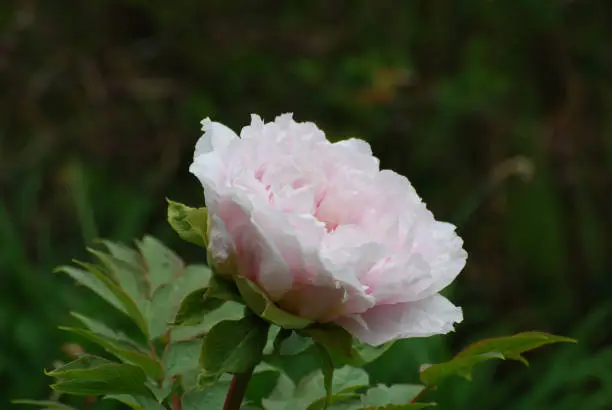 Pale pink peony flower blossom in full bloom.