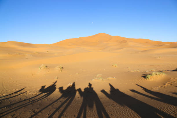 istock Shadow camels in the Sahara desert 1307060512