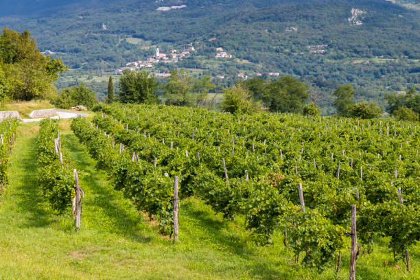 istock Vipava valley in Gorice region, Slovenia 1307060686