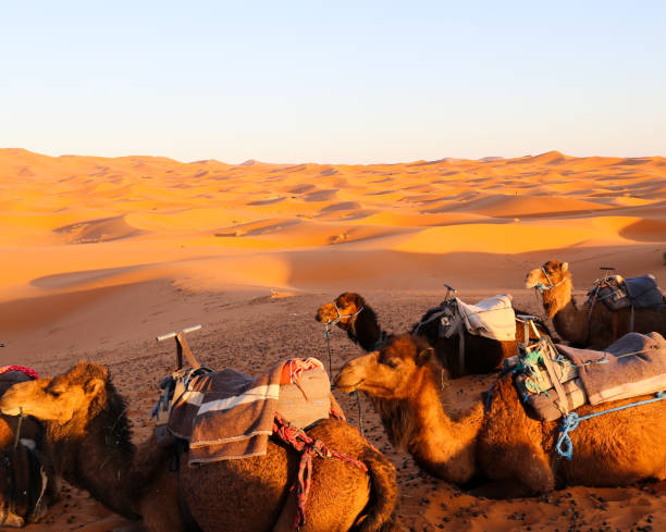 istock Camels in the Sahara desert 1307060745