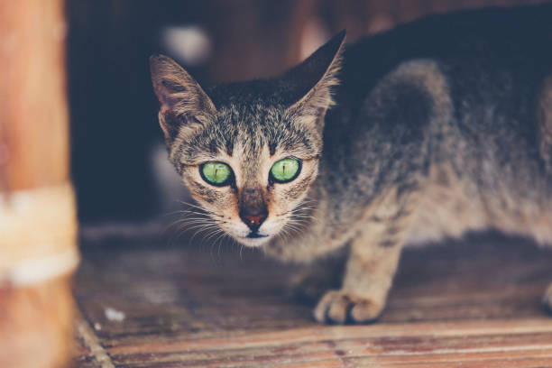 istock green eyed cat 1307060791