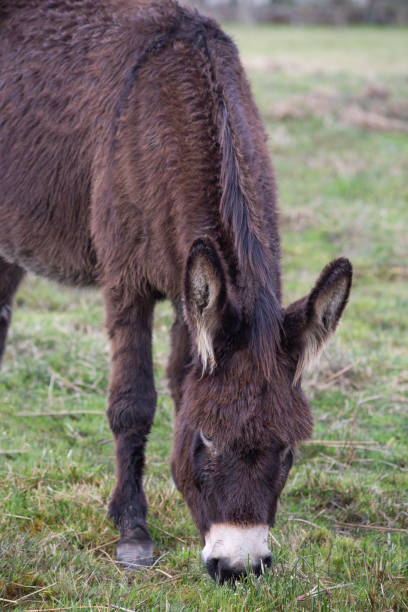 istock donkey eating fresh green grass in a farm field 1307061754