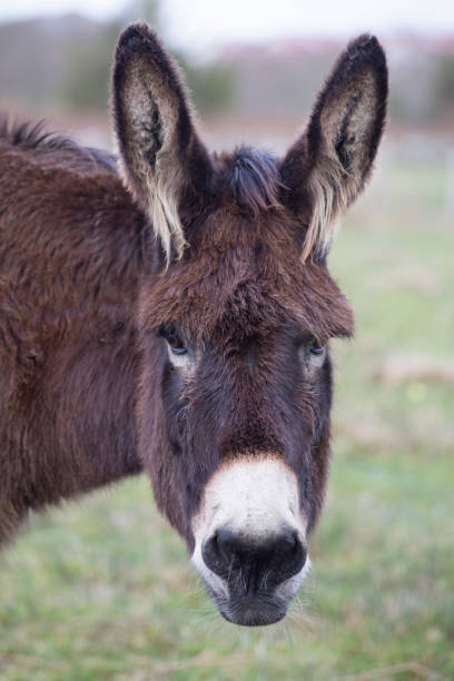 istock donkey looking at the camera with a funny appearance 1307061869