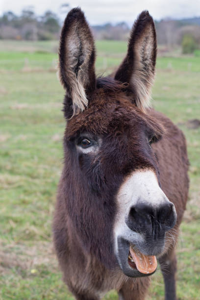 osioł neighing patrząc na kamerzystę. na łące zielonej trawy - herbivorous close up rear end animal head zdjęcia i obrazy z banku zdjęć