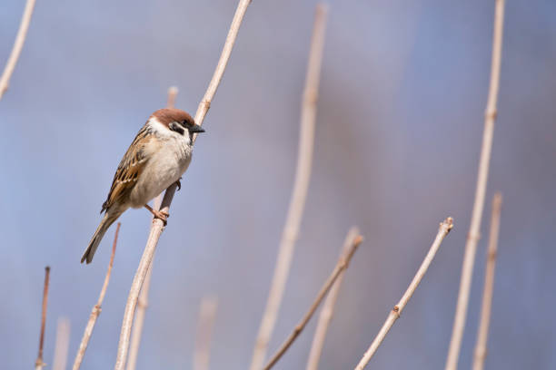 istock Side view of Eurasian tree sparrow perching on branch 1307063100