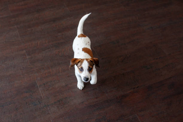 istock Little white dog on brown floor 1307063222