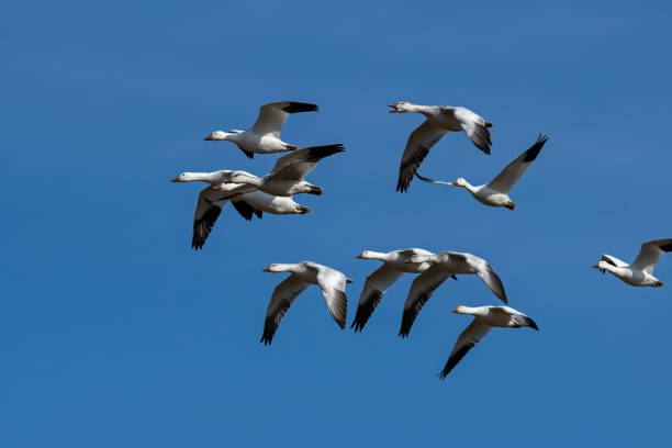 istock Snow geese flying in formation in the late afternoon sun during spring migration 1307063377