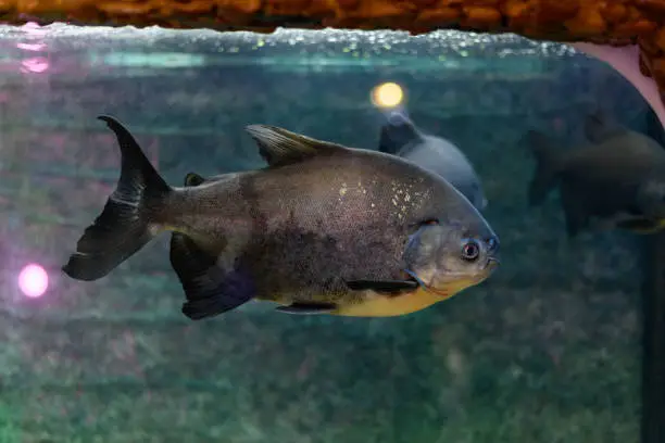 Photo of Pacu piranha fish swims in the aquarium (Piaractus brachypomus)