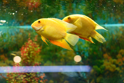 Fish Severum Cichlid yellow swims in the aquarium on a green background. Heros efasciatus