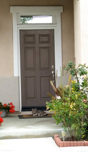 istock A Cat At My Doorstep 1307064479