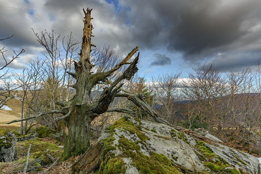 The Ballons des Vosges Regional Natural Park offers a large variety of natural environments.