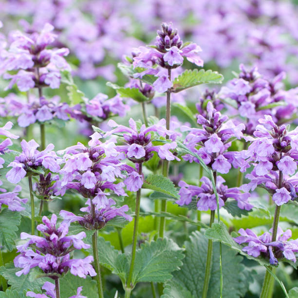 hermosas flores de catnip lila florecen en un campo de verano - lilac bush nature flower bed fotografías e imágenes de stock