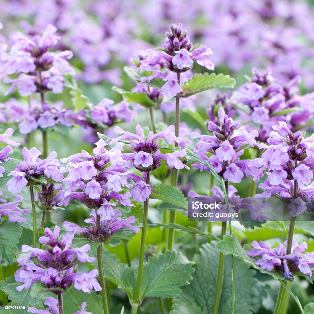 beautiful lilac catnip flowers bloom in a summer field bright beautiful catnip flowers bloom in a summer sunny field Catmint Stock Photo