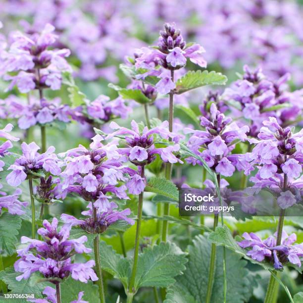 Beautiful Lilac Catnip Flowers Bloom In A Summer Field Stock Photo - Download Image Now