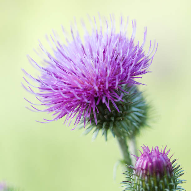 istock beautiful bright flowers of thistle, macro 1307065399