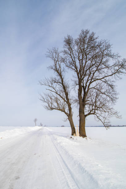 istock road, wayside cross and tree in the snow 1307065593