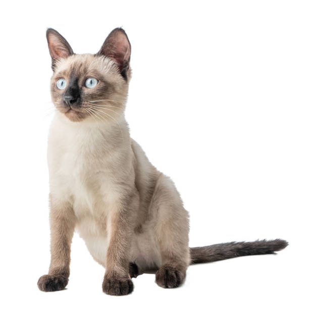 istock Siamese kitten on a white isolated background. thai kitten on white isolated background 1307066069