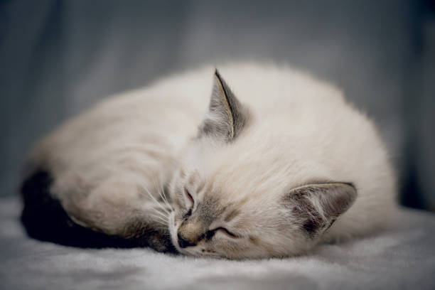 istock A small kitten is sleeping, curled up in a ball. 1307066233