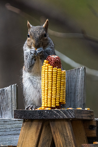 A common ground squirrel having a picnic with an ear oc corn in the backyard in Yorktown, Virginia.