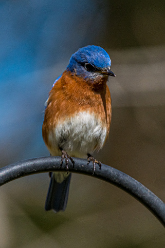 An Eastern bluebird waiting for his turn at the bird feeder.