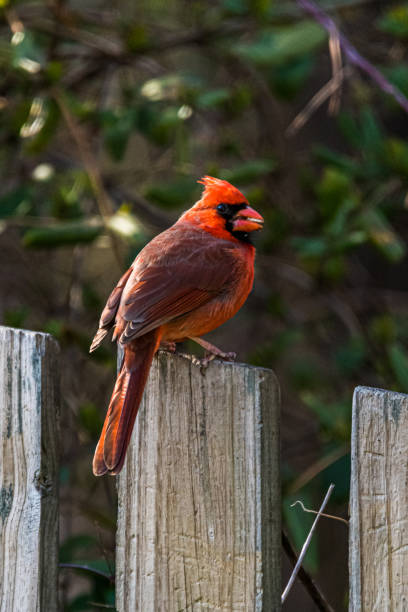 istock Northern Cardinal Perched on a Fence 1307067199