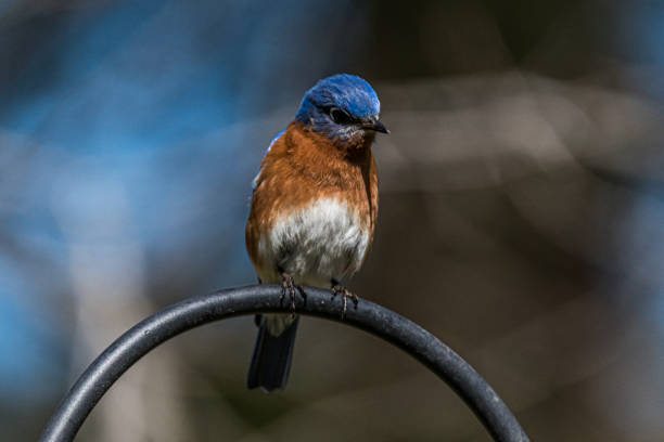 istock Eastern Bluebird Waiting to Eat 1307067250