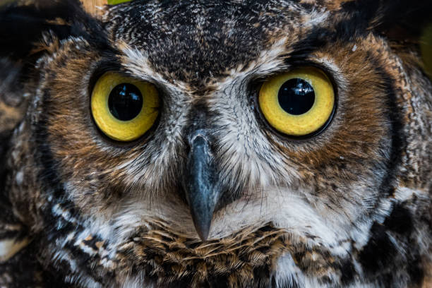 istock Great Horned Owl staring into the Camera 1307067319