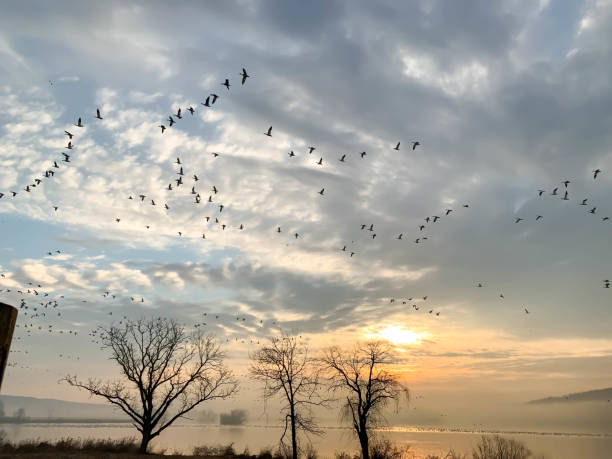 istock Geese flying over lake at sunrise 1307068651