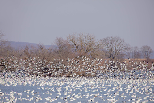 MIgrating snow geese on waterfront at Middle Creek Wildlife Management Area in central Pennsylvania at daybreak.