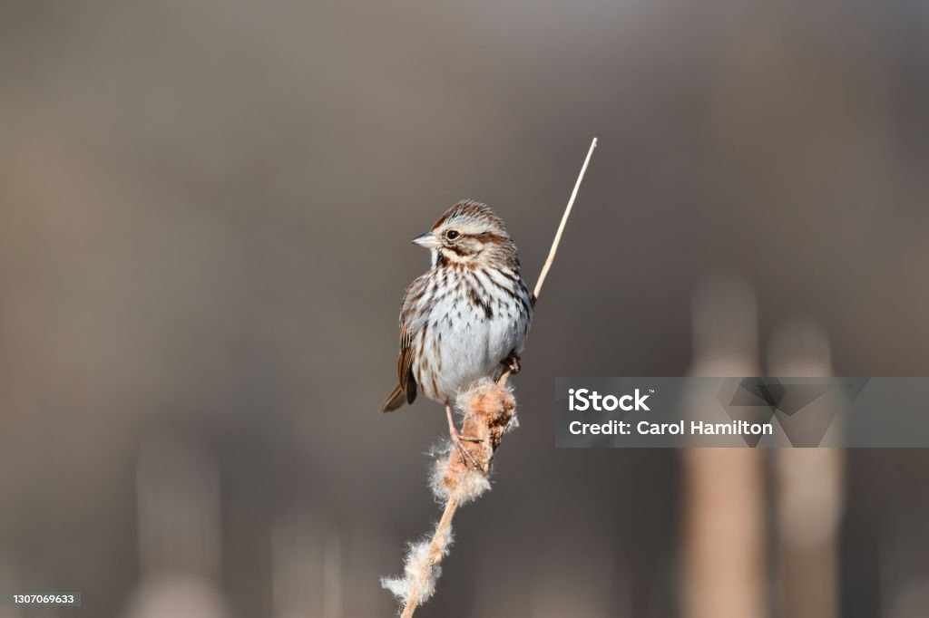 Song Sparrow Close up of a Song Sparrow perched on a branch Song Sparrow Stock Photo