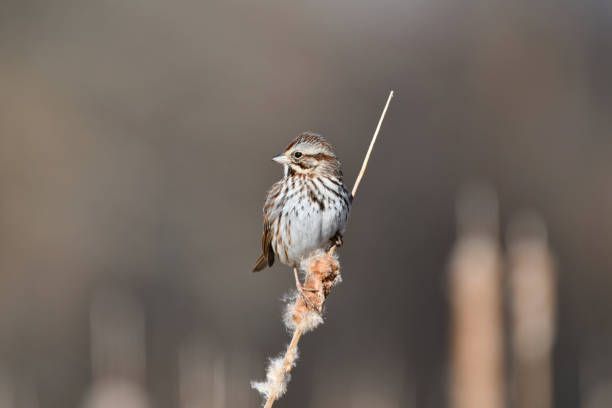 Song Sparrow Close up of a Song Sparrow perched on a branch song sparrow stock pictures, royalty-free photos & images