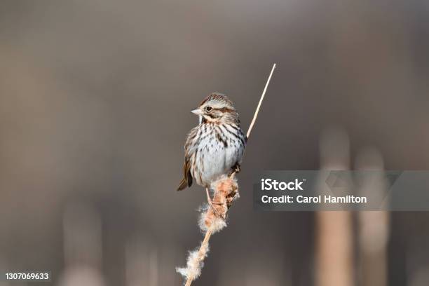 Song Sparrow Stock Photo - Download Image Now - Song Sparrow, Songbird, Animal