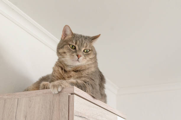istock portrait of a cat laying on cupboard 1307070974