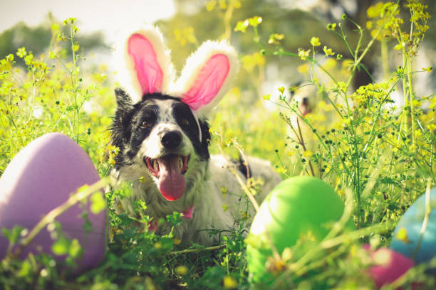 ピンクのイースターバニーウサギの耳を身に着けているボーダーコリー犬を喘ぎ、花に横たわって外で楽しんでいます。 - easter easter bunny fun humor ストックフォトと画像