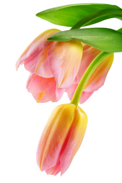 istock yellow-pink tulips, spring flowers, isolate on a white background 1307072169