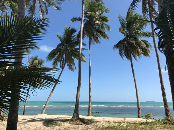 istock Seaside palm sunny beach 1307072316