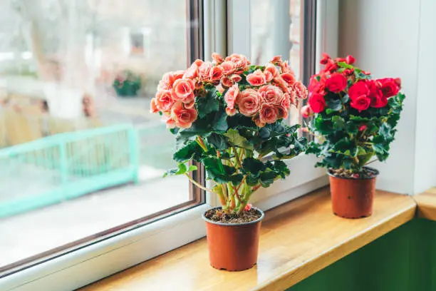 Bright begonias on the window. Gardening at home. Selective focus. Home mini plants on the windowsill