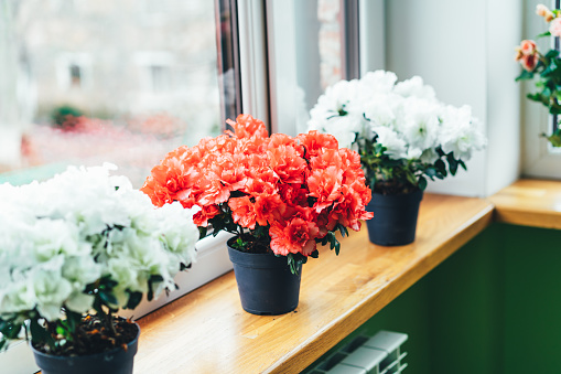 Red and white Indian azaleas on the windowsill. Home mini potted plants.