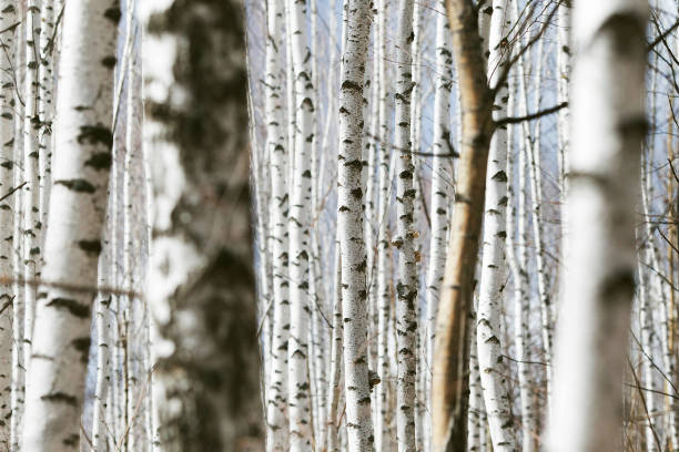 istock Spring forest with birch trees. Russia, March 1307072554