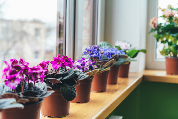 kuvapankkikuvat ja rojaltivapaat kuvat aiheesta paavalinkukka. koti mini ruukkukasveja ikkunalaudalla. kukkivat saintpauliat. valikoiva keskittyminen. - african violet