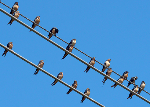 A flock of Barn Swallows (Hirundo rustica) rests on power lines in southern Chile in March, where they spend the winter, before beginning migration in April to breed in the North American spring.