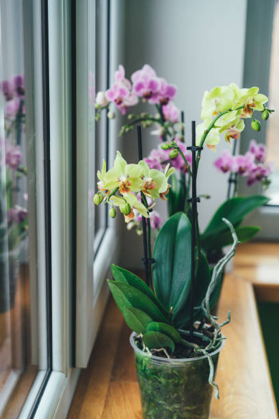 istock Phalaenopsis orchid on the windowsill. Gardening at home. Place for text. Selective focus 1307073236