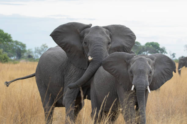 istock Elephants of the Okavango Delta 1307073330