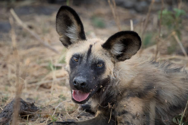 istock African Wild Dog 1307073333