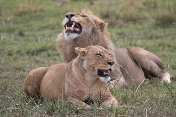 istock Lions of the Okavango Delta 1307073579